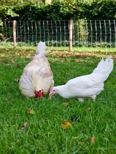 Best Dressed Chicken in Town: 2024 Guide to Feathered Fashion Trends Best Dressed Chicken in Town: 2024 Guide to Feathered Fashion Trends