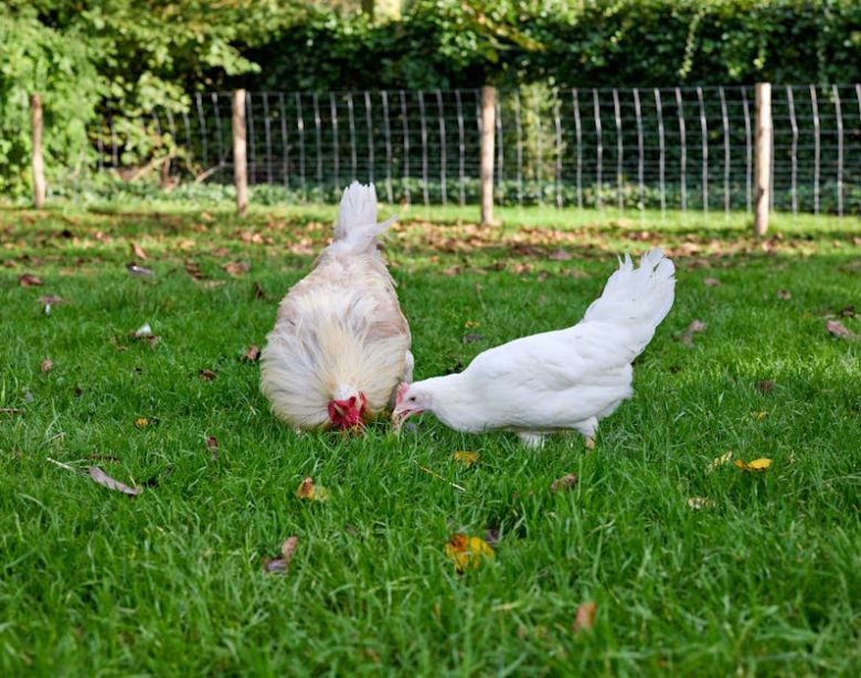 Best Dressed Chicken in Town: 2024 Guide to Feathered Fashion Trends