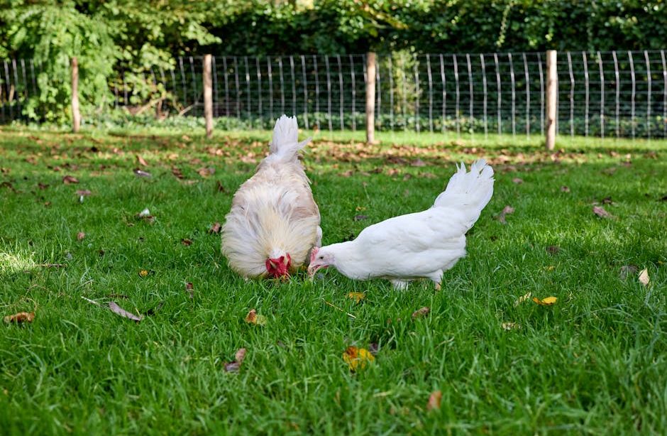 Best Dressed Chicken in Town: 2024 Guide to Feathered Fashion Trends