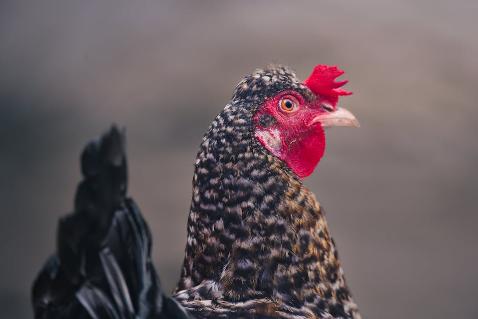 Vibrant close-up of a speckled hen with focus on textures and colors.
