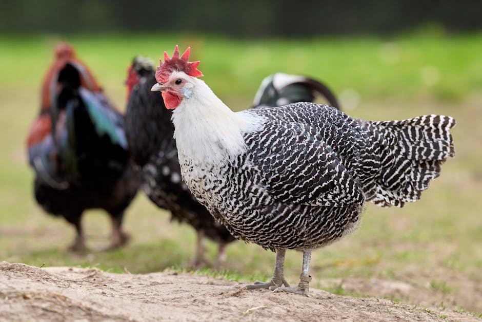 Close-up of a vibrant Braekel chicken with striking plumage in a rural outdoor setting.
