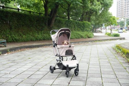 PAWZIDEA 4-in-1 Pet Stroller Review: Detachable Carrier & Escape-Proof Canopy for Small Dogs and Cats PAWZIDEA 4-in-1 Pet Stroller Review: Detachable Carrier & Escape-Proof Canopy for Small Dogs and Cats