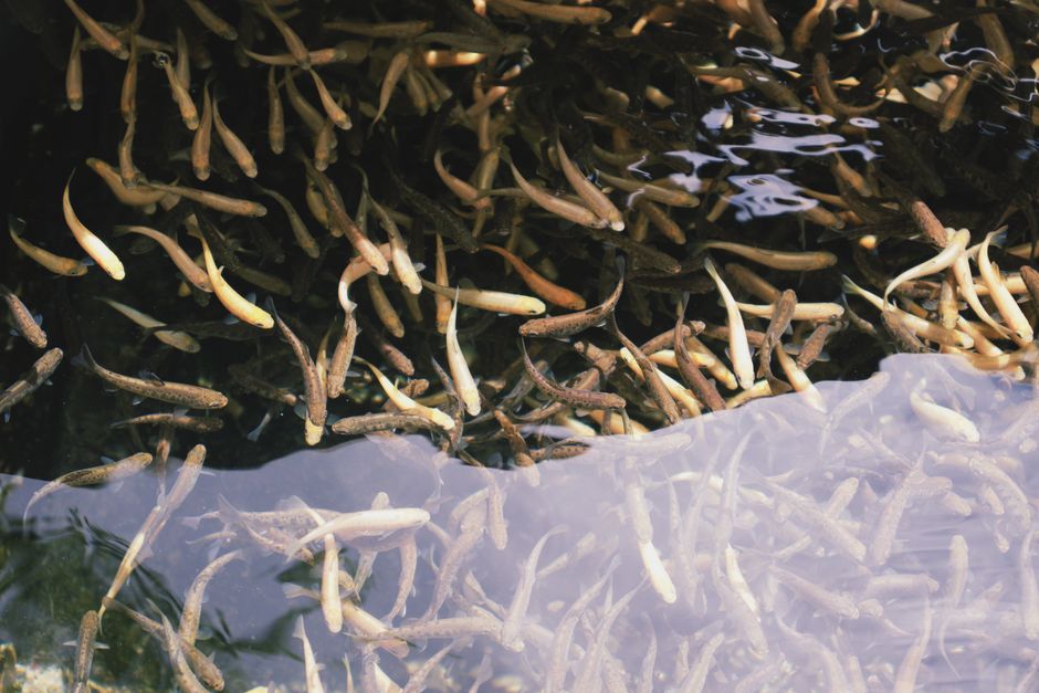 A vibrant school of small fish swimming in clear waters in Georgia, showcasing natural aquatic life.