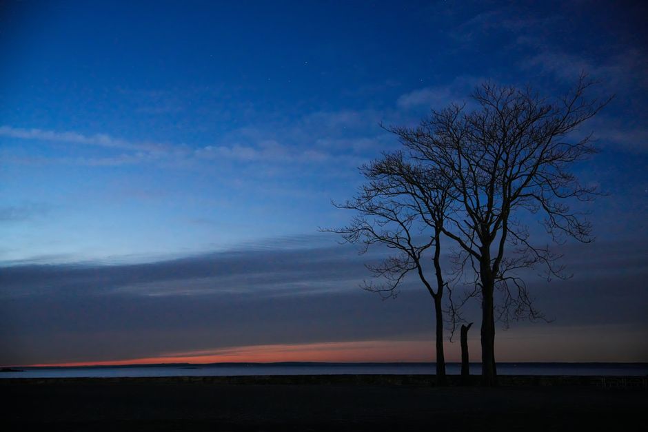 Silhouette of trees against a twilight sky at Cove Island Park, Stamford, Connecticut.