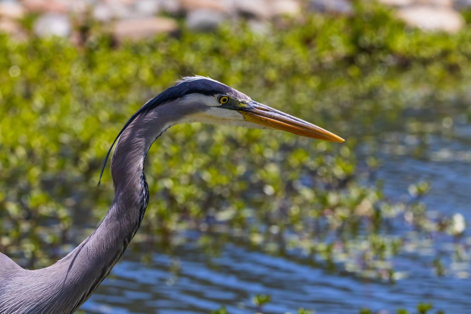 Detailed close-up of a great blue heron at a marsh. Nature and wildlife photography showcasing elegant bird in natural habitat.